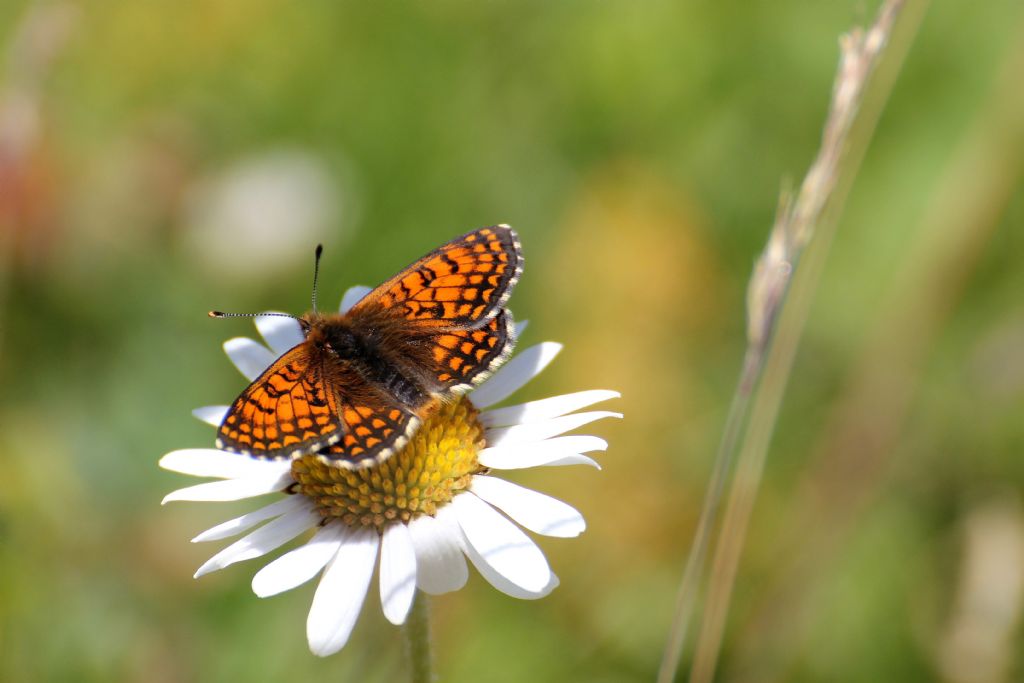 Melitaea aurelia? No, M. nevadensis